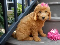 Sunny, a female Miniature Goldendoodle for sale in Berlin, OH – 4 of 6