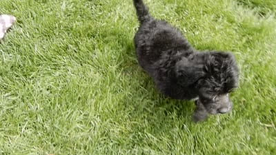 Mason, a male Sheepadoodle for sale in Berlin, OH – 8 of 9
