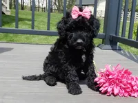 Ellie, a female Sheepadoodle for sale in Berlin, OH – 2 of 6