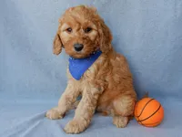 Blake (medium), a male Goldendoodle for sale in Berlin, OH – Photo 4 of 5