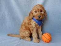 Blake (medium), a male Goldendoodle for sale in Berlin, OH – Photo 3 of 5