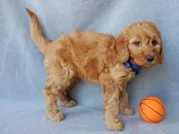Blake (medium), a male Goldendoodle for sale in Berlin, OH – Photo 2 of 5
