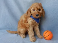 Blake (medium), a male Goldendoodle for sale in Berlin, OH – Photo 5 of 5