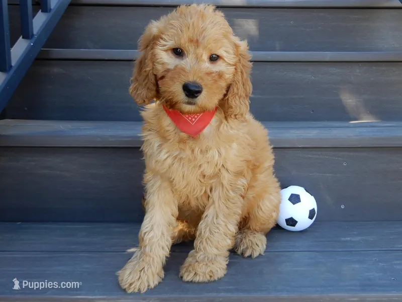 Blake (medium) – Goldendoodle puppy for sale in Berlin, OH