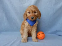 Blake (medium), a male Goldendoodle for sale in Berlin, OH – Photo 1 of 5