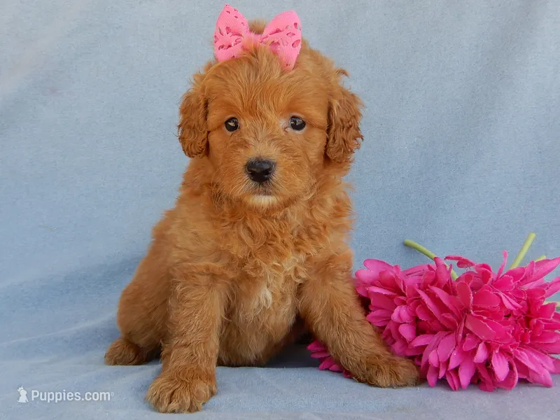 Abby – Miniature Goldendoodle puppy for sale in Berlin, OH