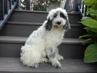 Brooke, a female Sheepadoodle for sale in Berlin, OH – 5 of 8