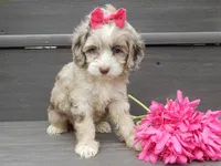 Jane, a female Cockapoo for sale in Berlin, OH – 3 of 8