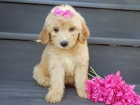Penny (medium), a female Miniature Goldendoodle for sale in Berlin, OH – 7 of 7