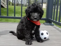Mason, a male Sheepadoodle for sale in Berlin, OH – 2 of 9