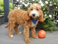 Charlie, a male Miniature Goldendoodle for sale in Berlin, OH – 4 of 7