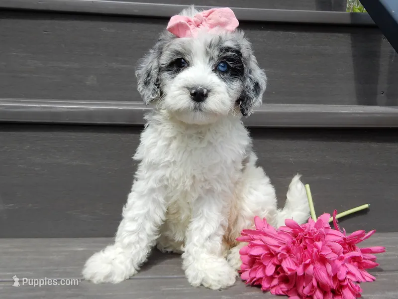 Willow – Sheepadoodle puppy for sale in Berlin, OH