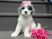 Willow, a female Sheepadoodle for sale in Berlin, OH – 1 of 9