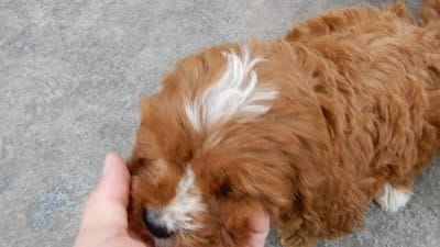 Honey, a female Cavapoo for sale in Berlin, OH – 5 of 5