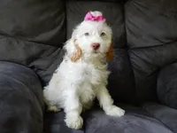 Maci, a female Cockapoo for sale in Berlin, OH – 5 of 6