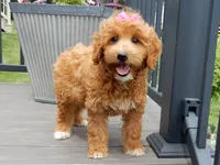 Betsie, a female Miniature Goldendoodle for sale in Berlin, OH – 2 of 5