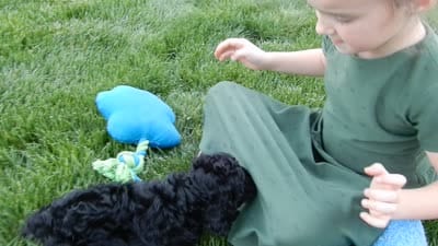 Millie, a female Cockapoo for sale in Berlin, OH – 6 of 7