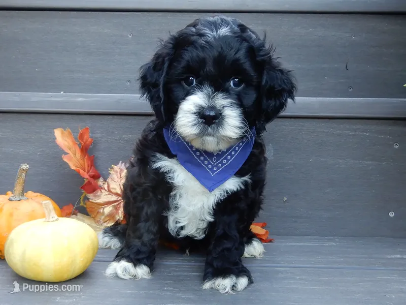 Dakota – Cockapoo puppy for sale in Berlin, OH