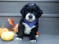 Dakota, a male Cockapoo for sale in Berlin, OH – 1 of 6