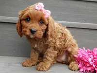 Ginger, a female Cavapoo for sale in Berlin, OH – 2 of 7