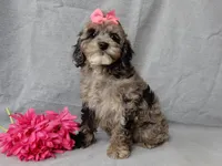 Adele, a female Cockapoo for sale in Berlin, OH – Photo 2 of 6