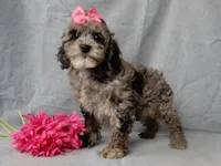 Adele, a female Cockapoo for sale in Berlin, OH – Photo 3 of 6