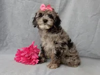 Adele, a female Cockapoo for sale in Berlin, OH – Photo 6 of 6