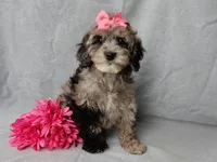 Adele, a female Cockapoo for sale in Berlin, OH – Photo 1 of 6
