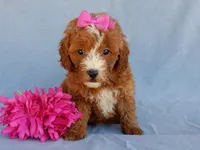 Jane, a female Miniature Goldendoodle for sale in Berlin, OH – 5 of 5