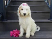 Daisy (medium), a female Miniature Goldendoodle for sale in Berlin, OH – 5 of 6