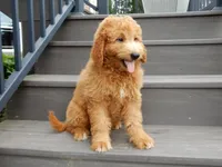 Kenny , a male Miniature Goldendoodle for sale in Berlin, OH – 6 of 6