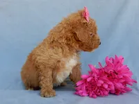 Sasha, a female Miniature Goldendoodle for sale in Berlin, OH – 2 of 5