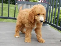 Douglas, a male Miniature Goldendoodle for sale in Berlin, OH – 3 of 6