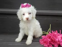 Angel, a female Cockapoo for sale in Berlin, OH – 3 of 6
