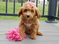 Penny, a female Cavapoo for sale in Berlin, OH – 6 of 6