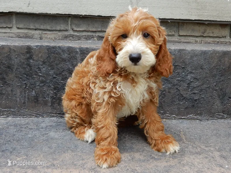 Charlie – Miniature Goldendoodle puppy for sale in Berlin, OH