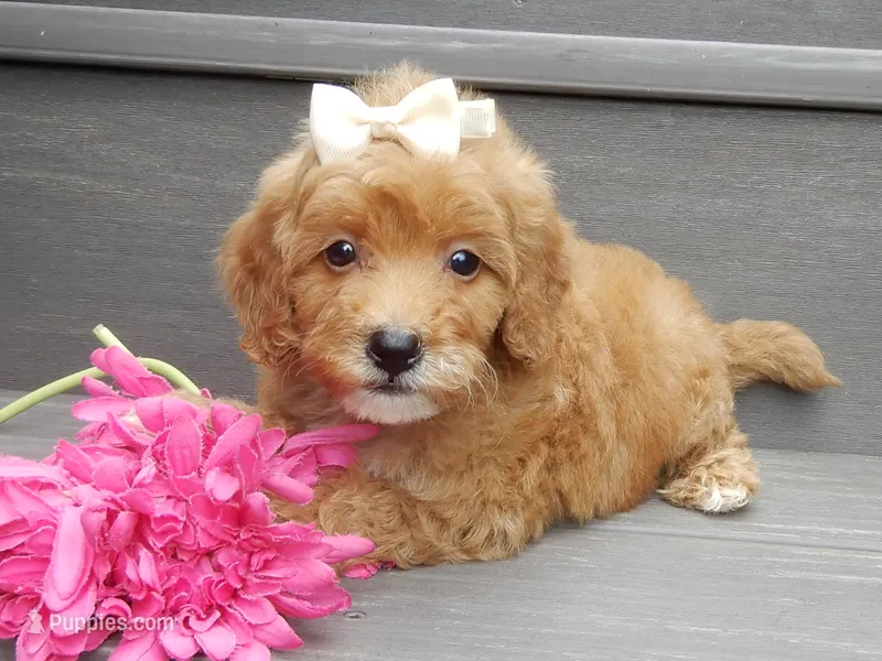 Izzy – Miniature Goldendoodle puppy for sale in Berlin, OH