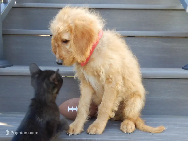 Rover (medium) – Miniature Goldendoodle puppy for sale in Berlin, OH