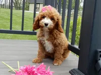 Lulu, a female Cavapoo for sale in Berlin, OH – 3 of 6