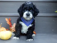 Dakota, a male Cockapoo for sale in Berlin, OH – 4 of 6