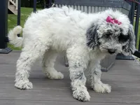 Brooke, a female Sheepadoodle for sale in Berlin, OH – 5 of 7