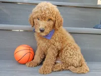 Theo (medium), a male Miniature Goldendoodle for sale in Berlin, OH – 2 of 5
