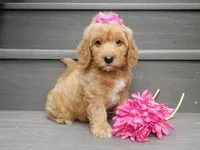 Indy, a female Miniature Goldendoodle for sale in Berlin, OH – 4 of 6