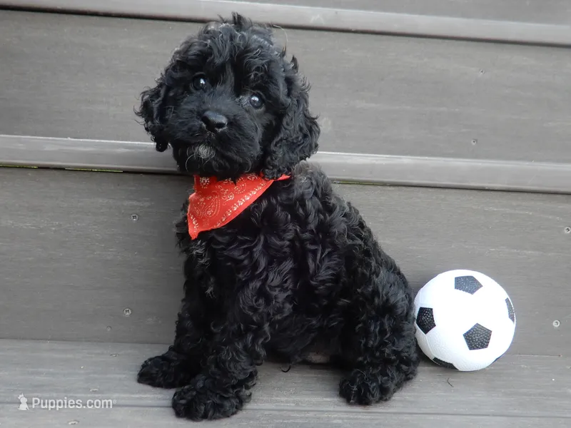 Jet – Cockapoo puppy for sale in Berlin, OH