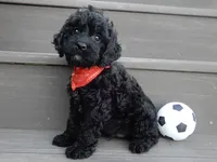 Jet, a male Cockapoo for sale in Berlin, OH – 1 of 9
