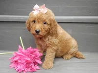 Zara, a female Miniature Goldendoodle for sale in Berlin, OH – 2 of 5