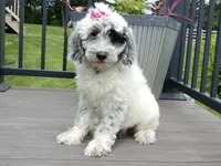 Brooke, a female Sheepadoodle for sale in Berlin, OH – 3 of 7
