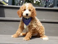 Brody, a male Miniature Goldendoodle for sale in Berlin, OH – 1 of 8