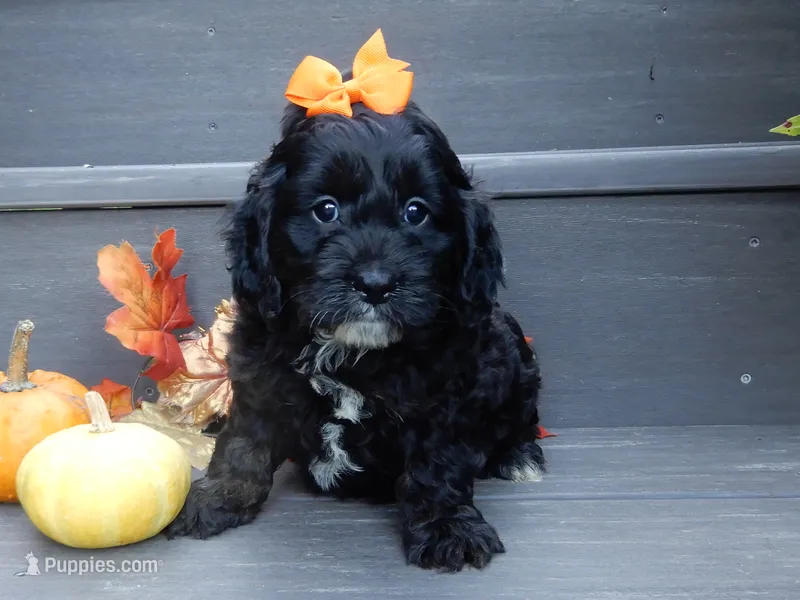 Ellie – Cockapoo puppy for sale in Berlin, OH