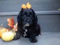 Ellie, a female Cockapoo for sale in Berlin, OH – 1 of 5